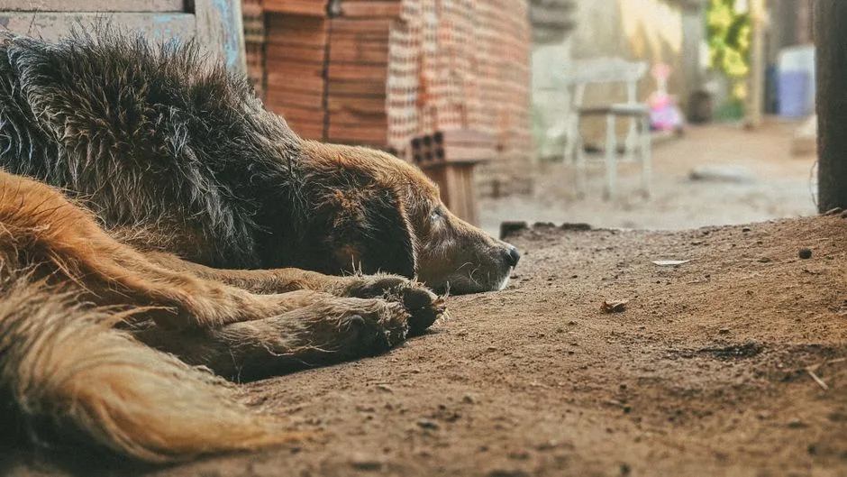 signs your dog is overheating and what to do