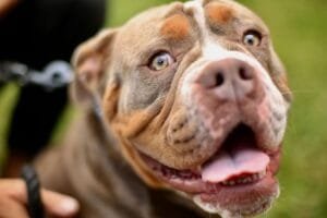 best dog food for american bulldog muscle development