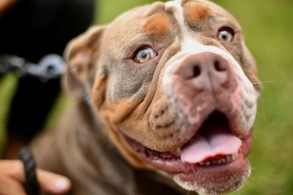 best dog food for american bulldog muscle development