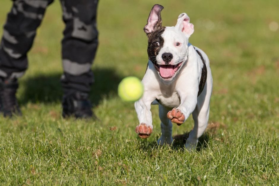 best dog food for american bulldog muscle development