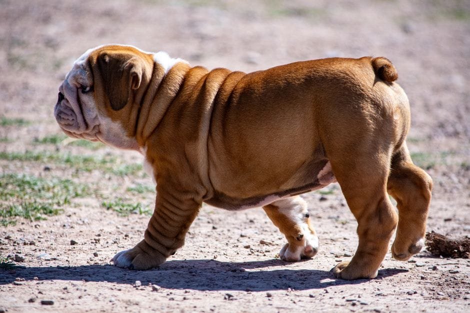 best food for english bulldog with skin allergies