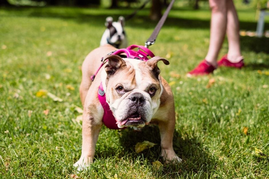 best food for english bulldog with skin allergies