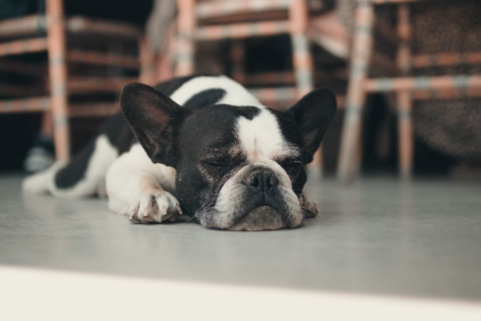 best pet insurance for bulldogs