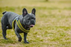 best pet insurance for bulldogs