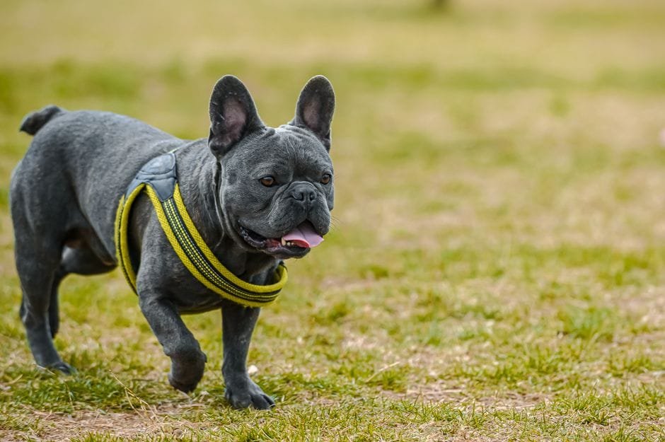 best pet insurance for bulldogs