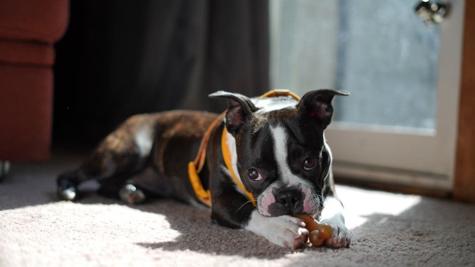 boston terrier health problems owners should know