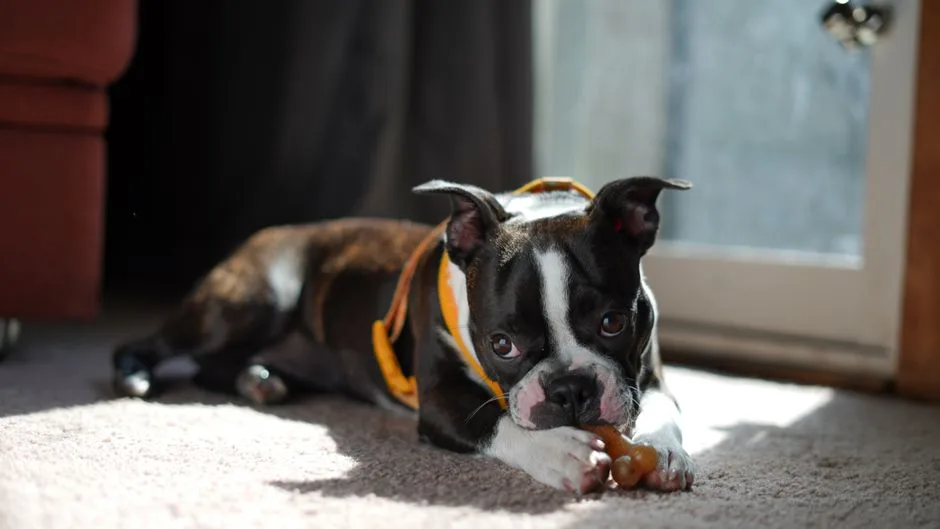 boston terrier health problems owners should know
