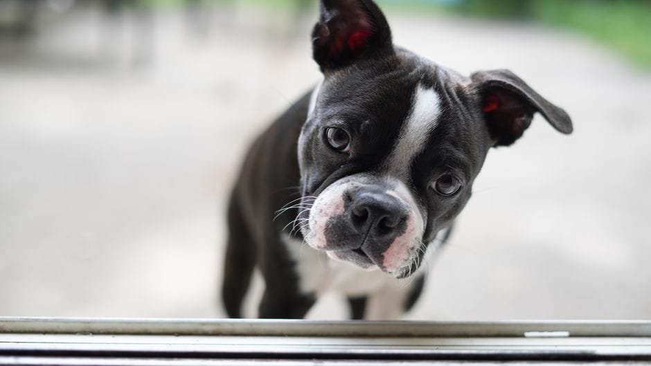 boston terrier health problems owners should know