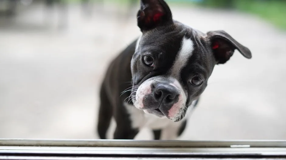 boston terrier health problems owners should know