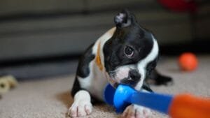 boston terrier puppy training tips for beginners