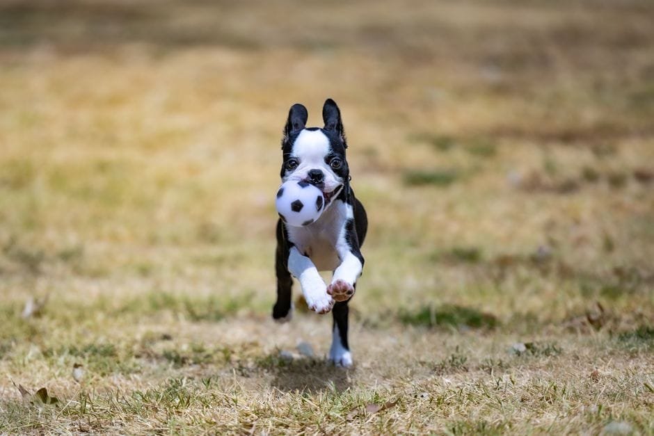 boston terrier puppy training tips for beginners
