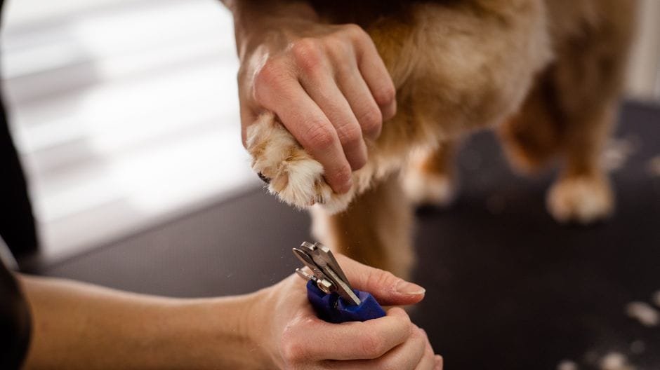 dog nail trimming at home tips for anxious dogs