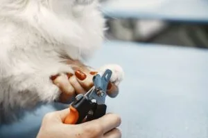 dog nail trimming at home tips for anxious dogs