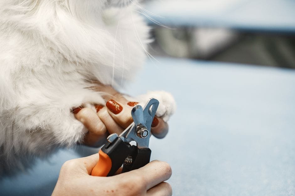 dog nail trimming at home tips for anxious dogs