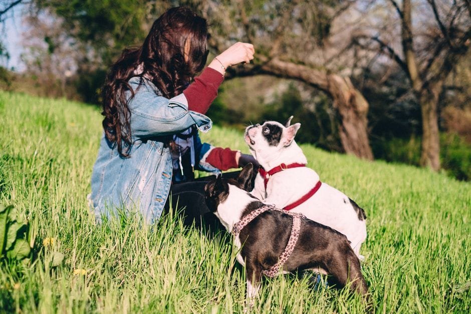 french bulldog separation anxiety signs and solutions