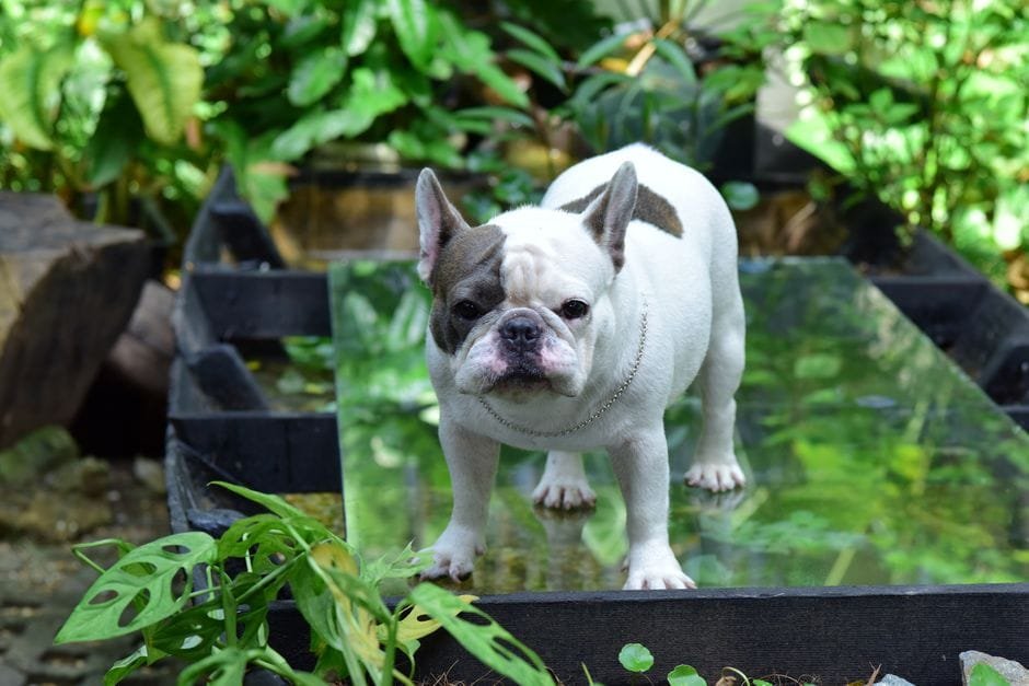 french bulldog separation anxiety signs and solutions