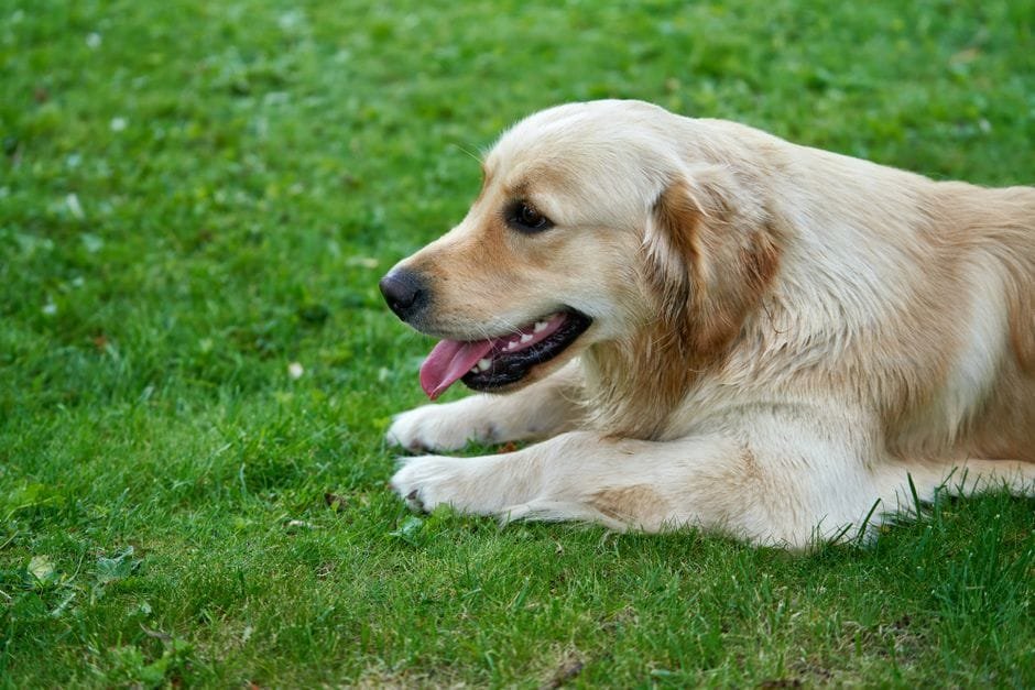 golden retriever grooming routine at home