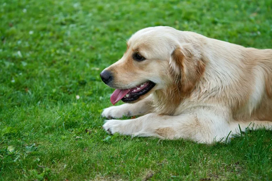golden retriever grooming routine at home
