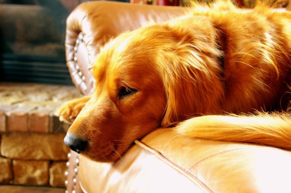 golden retriever grooming routine at home