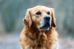 golden retriever shedding tips how to manage it