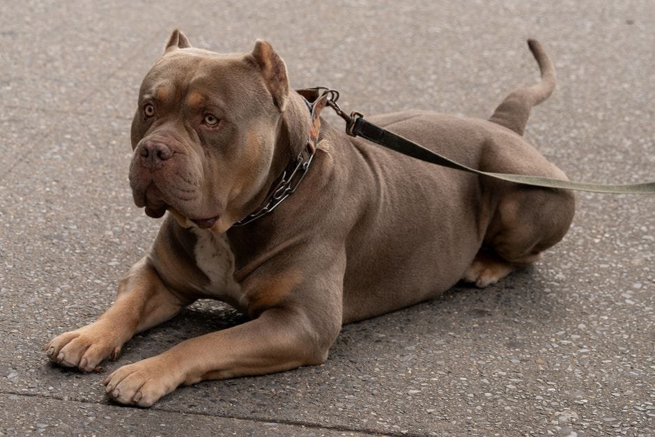 how to train an american bulldog to walk on a leash