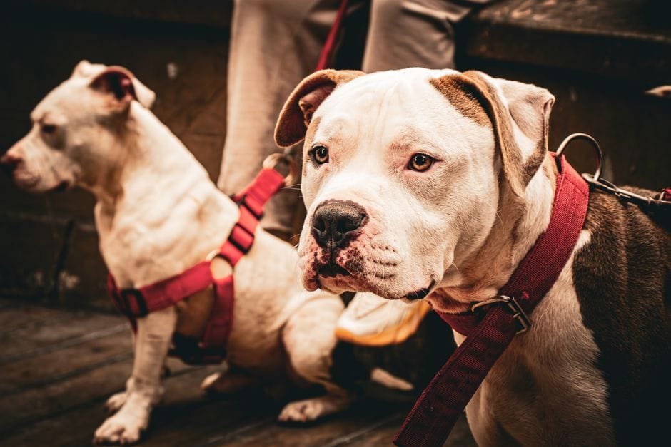 how to train an american bulldog to walk on a leash