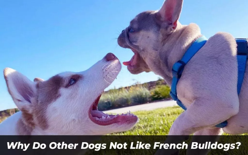 Why Do Other Dogs Not Like French Bulldogs