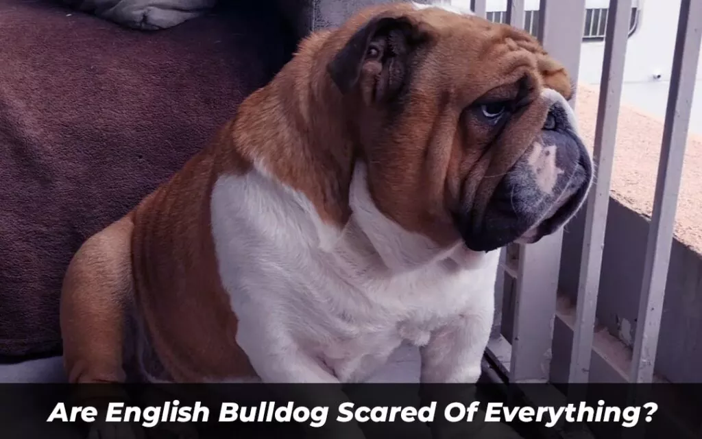 Are English Bulldog Scared Of Everything